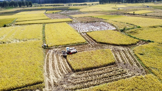 今日要闻!​罗山县：稻谷飘香秋收忙