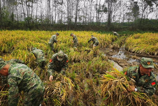 【天天播资讯】​挽起裤腿下田 甩开膀子帮困 潢川县动员民兵帮助困难群众抢收抢种